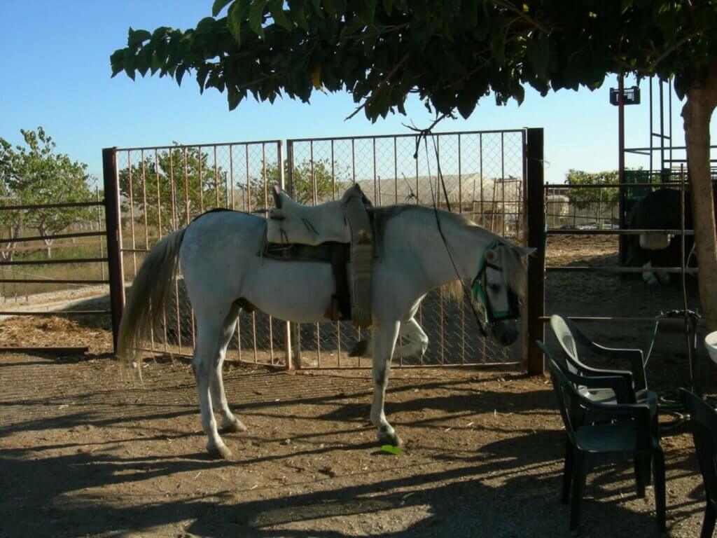 Reiten