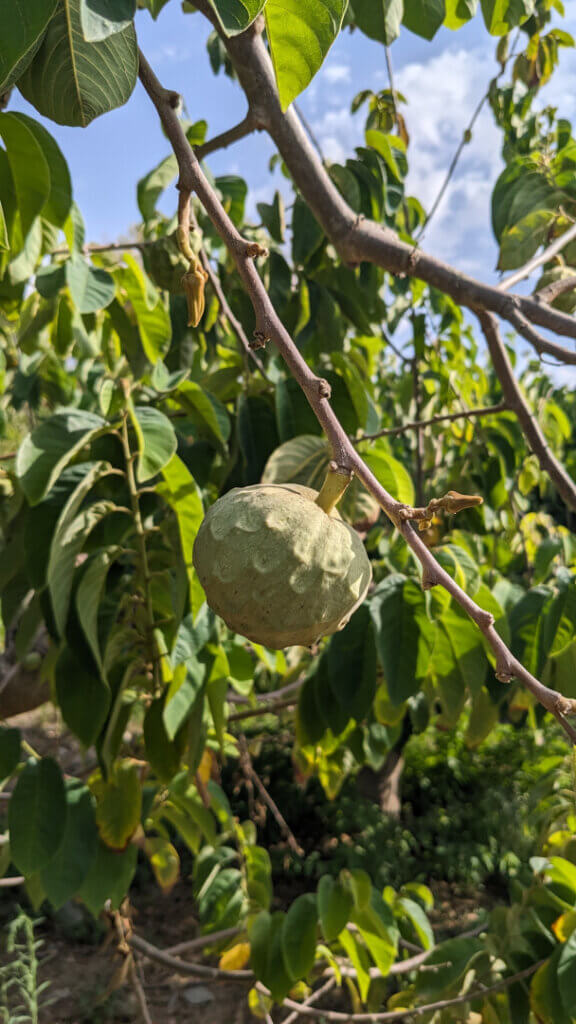 Plantage La Herradura