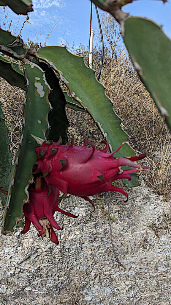 Plantage La Herradura